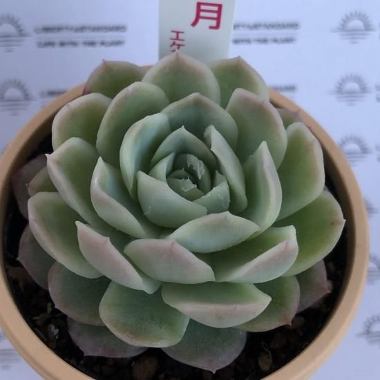 エケベリア 月影 多肉植物 人気の多肉植物 多種類の多肉植物通販専門店リバスタ