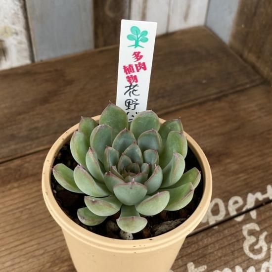 エケベリア 花のばら 多肉植物 人気の多肉植物 多種類の多肉植物通販専門店リバスタ