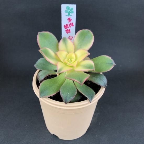 多肉植物夕映え画像すべて抜き苗発送 散りばめる