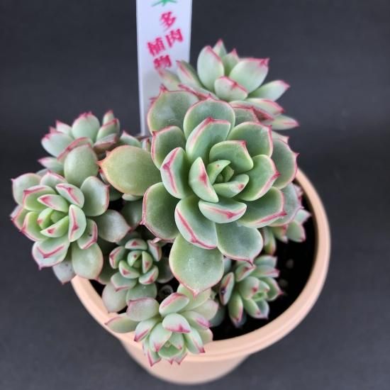 エケベリア 紅化粧 多肉植物 人気の多肉植物 多種類の多肉植物通販専門店リバスタ