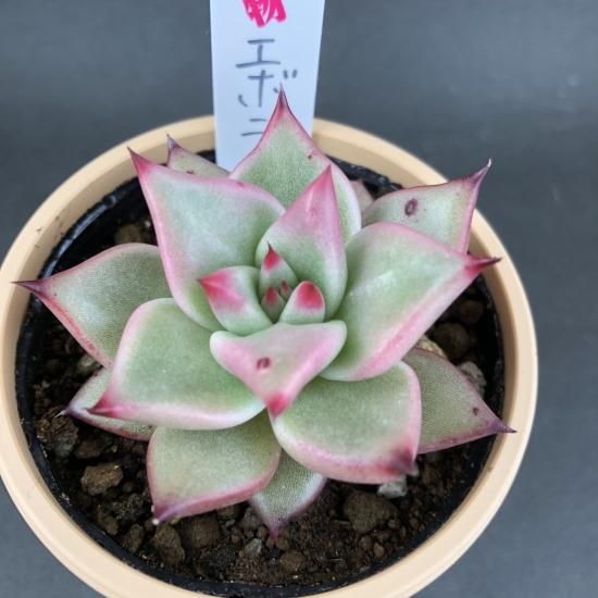 エケベリア エボニー - 多肉植物 人気の多肉植物 多種類の多肉