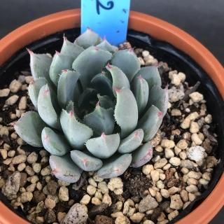 おらいさんで生産された多肉植物商品一覧ページ|多肉植物通販 おらいさんで生産された多肉植物商品一覧ページ|多肉植物通販