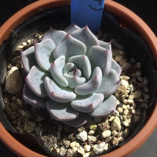 ノバ×リラシナ ）×ざわわ 現物商品 - 多肉植物 人気の多肉植物