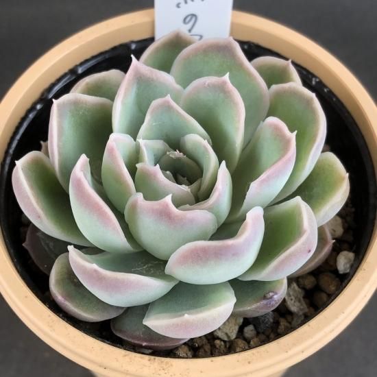 月影の宵xラウイ 月影の宵xラウイ