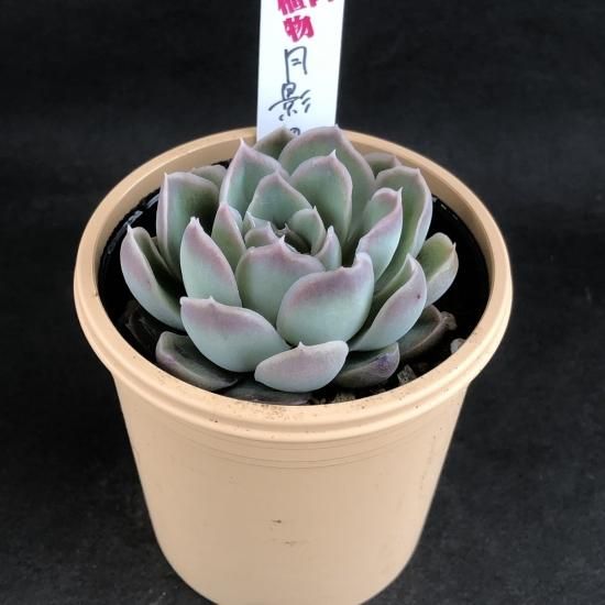エケベリア 月影の宵 - 多肉植物 人気の多肉植物 多種類の多肉植物通販