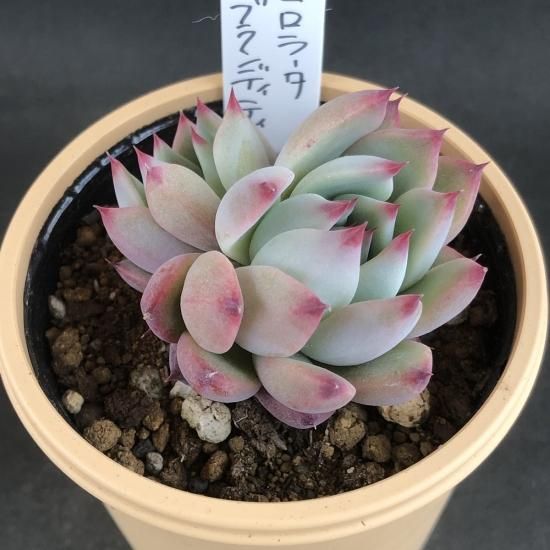 エケベリア コロラータブランディティ - 多肉植物 人気の多肉植物 多 エケベリア コロラータブランディティ - 多肉植物 人気の多肉植物 多