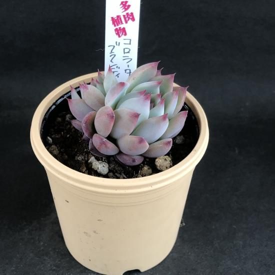 エケベリア コロラータブランディティ - 多肉植物 人気の多肉植物 多