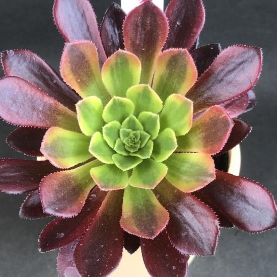 アエオニウム フェスティバル 多肉植物 人気の多肉植物 多種類の多肉植物通販専門店リバスタ アエオニウム フェスティバル 多肉植物 人気の多肉植物 多種類の多肉植物通販専門店リバスタ