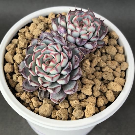 ミニマレッドエッジ 現物商品 多肉植物 人気の多肉植物 多種類の多肉植物通販専門店リバスタ
