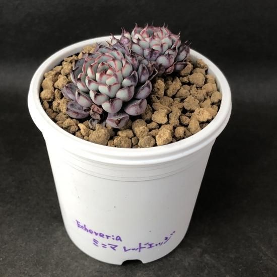 ミニマレッドエッジ 現物商品 - 多肉植物 人気の多肉植物 多種類