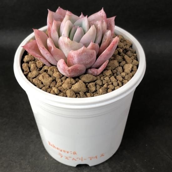ラズベリーアイス 現物商品 - 多肉植物 人気の多肉植物 多種類の ラズベリーアイス 現物商品 - 多肉植物 人気の多肉植物 多種類の