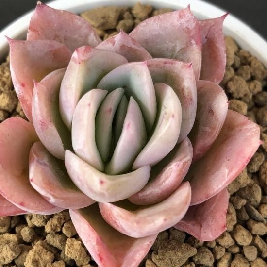 ラズベリーアイス 現物商品 - 多肉植物 人気の多肉植物 多種類の ラズベリーアイス 現物商品 - 多肉植物 人気の多肉植物 多種類の