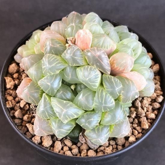 ハオルチア えんじ 臙脂 極上斑