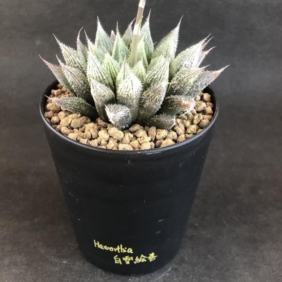 白雪絵巻 現物商品 - 多肉植物 人気の多肉植物 多種類の多肉植物 白雪絵巻 現物商品 - 多肉植物 人気の多肉植物 多種類の多肉植物