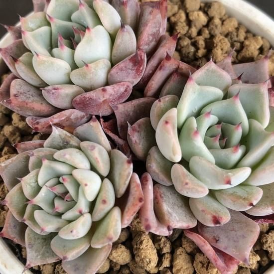 沙羅姫牡丹　大群生株 沙羅姫牡丹 群生 現物商品 - 多肉植物 人気の多肉植物 多種類の多肉