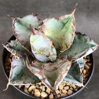 パキポディウム &アガベ - 多肉植物 人気の多肉植物 多種類の パキポディウム &アガベ - 多肉植物 人気の多肉植物 多種類の