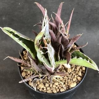 パキポディウム &アガベ - 多肉植物 人気の多肉植物 多種類の パキポディウム &アガベ - 多肉植物 人気の多肉植物 多種類の