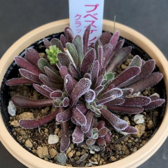 クラッスラ プベスケンス - 多肉植物 人気の多肉植物 多種類の