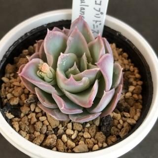 優木園 - 多肉植物 人気の多肉植物 多種類の多肉植物通販専門店 優木園 - 多肉植物 人気の多肉植物 多種類の多肉植物通販専門店