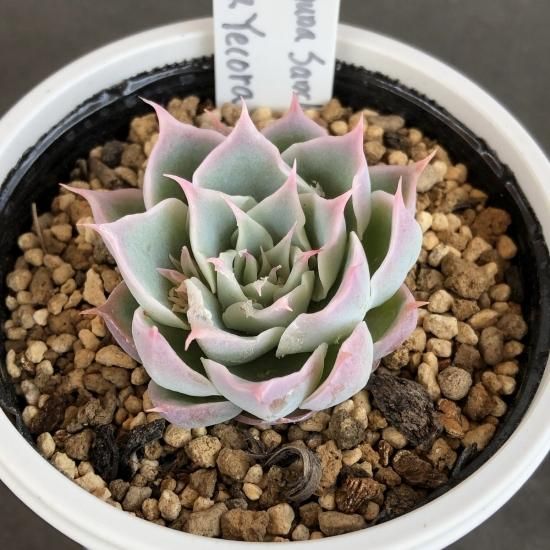 Simulans Laguna Sanchez チワワエンシス Yecora 現物商品 多肉植物 人気の多肉植物 多種類の多肉植物通販専門店リバスタ Simulans Laguna Sanchez チワワエンシス Yecora 現物商品 多肉植物 人気の多肉植物 多種類の多肉植物通販専門店リバスタ