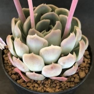 リバスタChoice!!の多肉植物商品一覧ページ｜多肉植物通販専門店