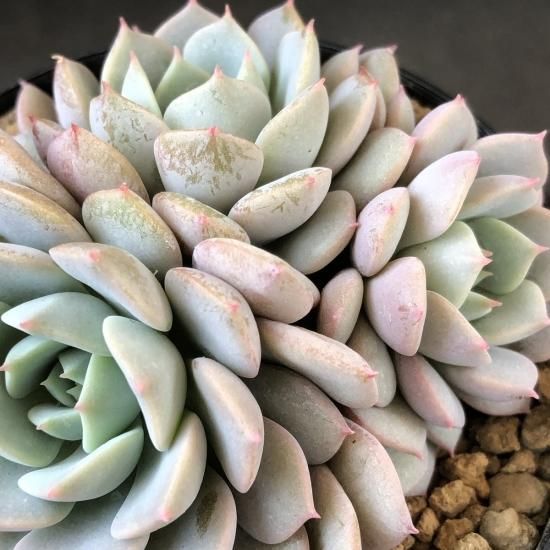 多肉植物　Clara群生 クララ 群生 現物商品 - 多肉植物 人気の多肉植物 多種類の多肉