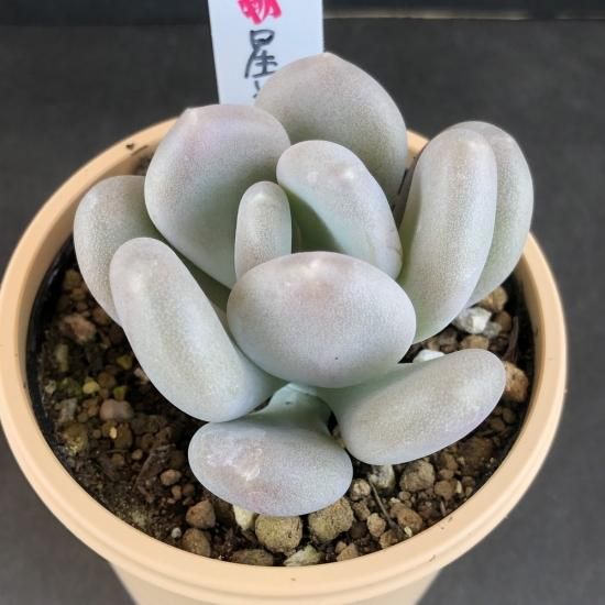 パキフィツム 星美人 - 多肉植物 人気の多肉植物 多種類の多肉