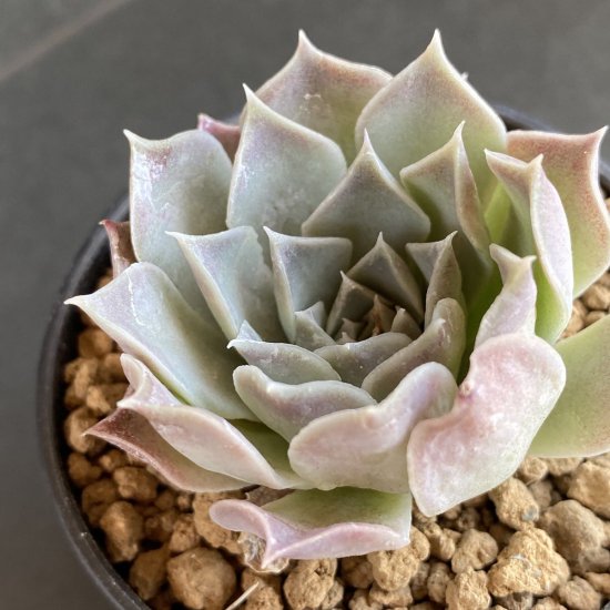 ラパス 現物商品 - 多肉植物 人気の多肉植物 多種類の多肉植物通販専門