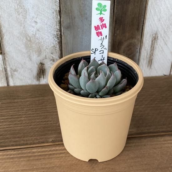 ザラゴーサSPノバ 現物商品 - 多肉植物 人気の多肉植物 多種類の