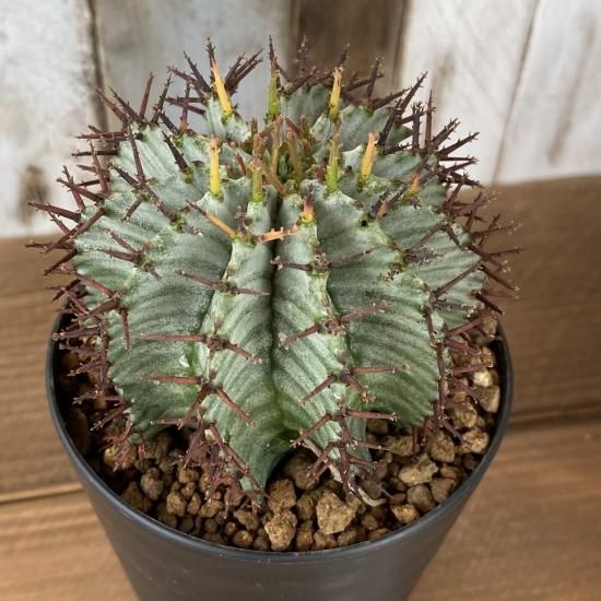 ホリダ 現物商品 - 多肉植物 人気の多肉植物 多種類の多肉植物 ホリダ 現物商品 - 多肉植物 人気の多肉植物 多種類の多肉植物