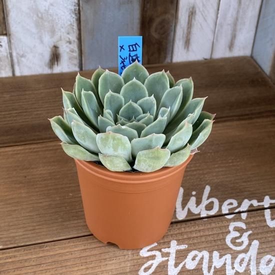 多肉植物　エケベリア　白蓮華×シャビアナペレグリナ　大きめ　抜き苗 ⭐️ 白蓮華✕ジャビアナペレグリナ エケベリア 根付き 抜き苗 - メルカリ