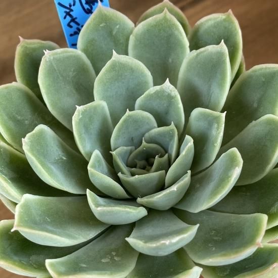 白蓮華×シャビアナペレグリナ 現物商品 - 多肉植物 人気の多肉植物 多