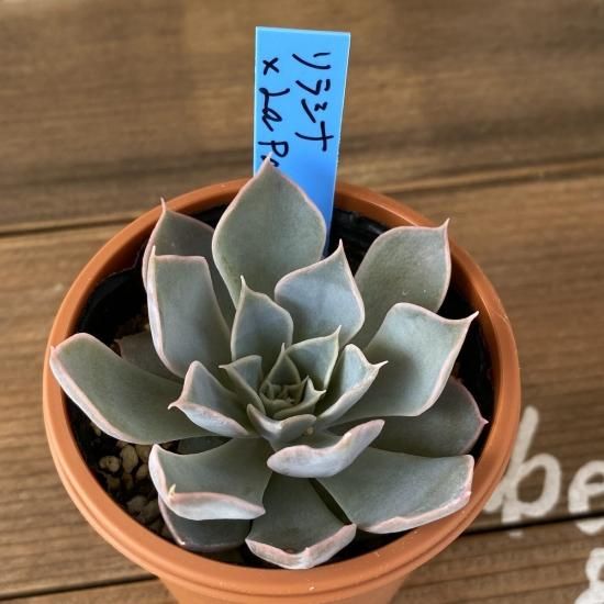 リラシナ La Paz 現物商品 多肉植物 人気の多肉植物 多種類の多肉植物通販専門店リバスタ リラシナ La Paz 現物商品 多肉植物 人気の多肉植物 多種類の多肉植物通販専門店リバスタ