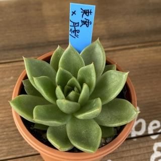 おらいさんで生産された多肉植物商品一覧ページ｜多肉植物通販