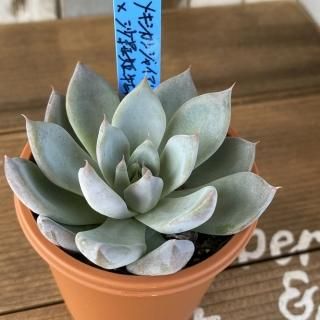 おらいさんで生産された多肉植物商品一覧ページ｜多肉植物通販