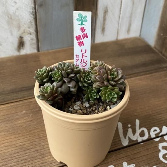 多肉植物　センセーション錦　リヤド錦 エケベリア リラシナ錦 Echeveria lilacina f.variegata｜多肉