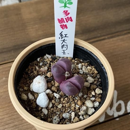 リトープス 紅大内玉 多肉植物 人気の多肉植物 多種類の多肉植物通販専門店リバスタ