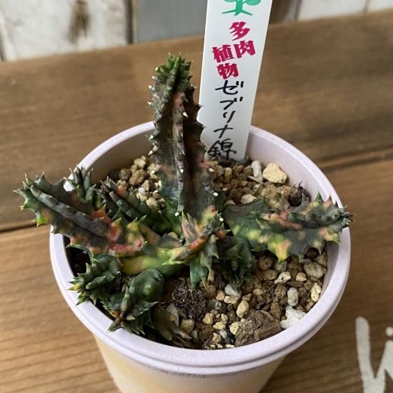 多肉植物　ガガイモ　フェルニア　抜き苗 多肉植物 ガガイモ フェルニア 抜き苗
