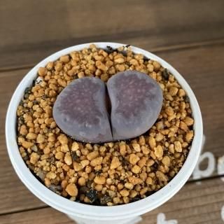 リトープスとコノフィツムの商品一覧ページ|多肉植物通販専門店 リトープスとコノフィツムの商品一覧ページ|多肉植物通販専門店