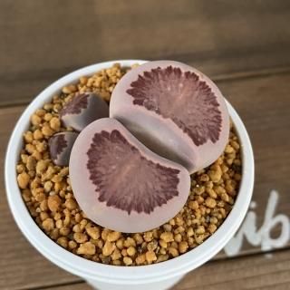 リトープスとコノフィツムの商品一覧ページ|多肉植物通販専門店 リトープスとコノフィツムの商品一覧ページ|多肉植物通販専門店