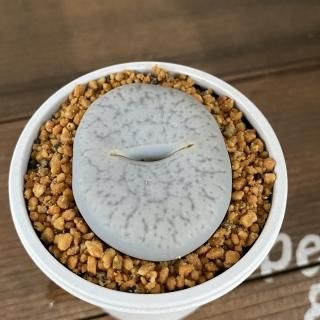 リトープスとコノフィツムの商品一覧ページ|多肉植物通販専門店 リトープスとコノフィツムの商品一覧ページ|多肉植物通販専門店