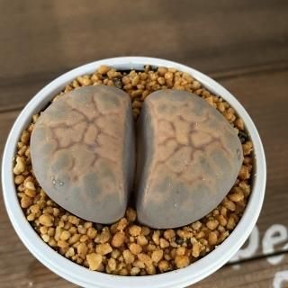 Amazon.co.jp: オールタイプ 個体差あります＊リトープス多肉