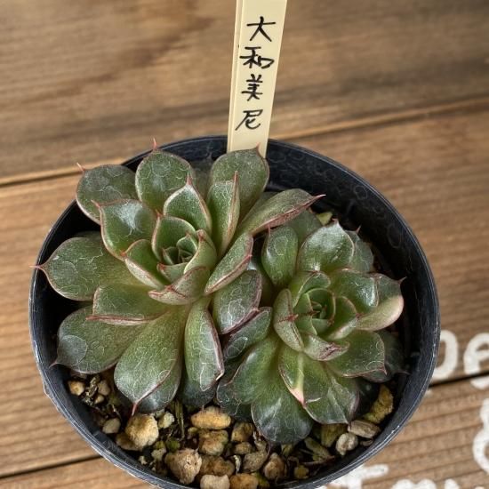 多肉植物　大和美尼　抜き苗　エケベリア エケベリア 大和美尼 Echeveria 'Yamatobini'｜多肉植物図鑑