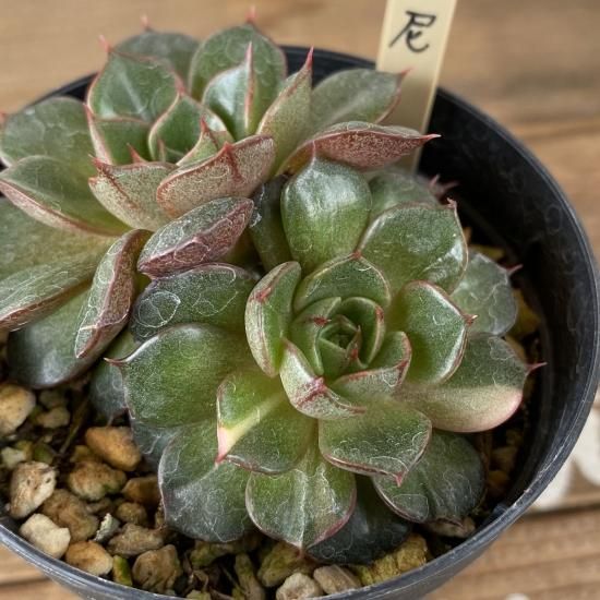 大和美尼 現物商品 - 多肉植物 人気の多肉植物 多種類の多肉植物通販