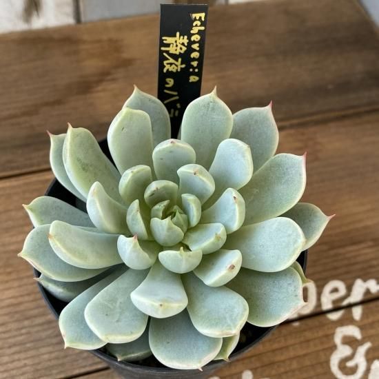 静夜のバラ 現物商品 多肉植物 人気の多肉植物 多種類の多肉植物通販専門店リバスタ 静夜のバラ 現物商品 多肉植物 人気の多肉植物 多種類の多肉植物通販専門店リバスタ