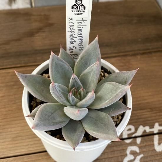 センス　ケトリア　グレープフルーツ　sense　ketoria センス ケトリア - メルカリ