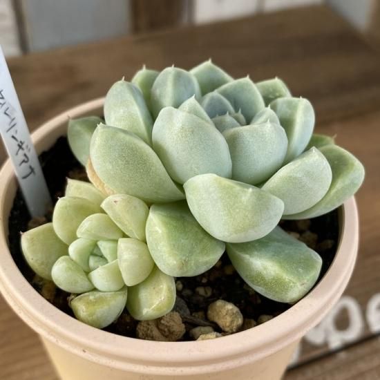 ケッセルリンギアナ 現物商品 - 多肉植物 人気の多肉植物 多種類の多肉