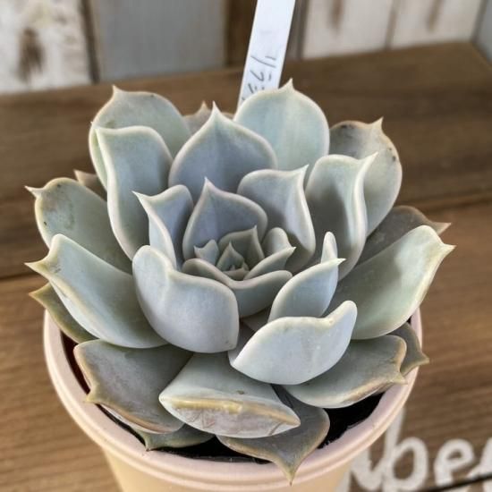 リラシナ 現物商品 多肉植物 人気の多肉植物 多種類の多肉植物通販専門店リバスタ