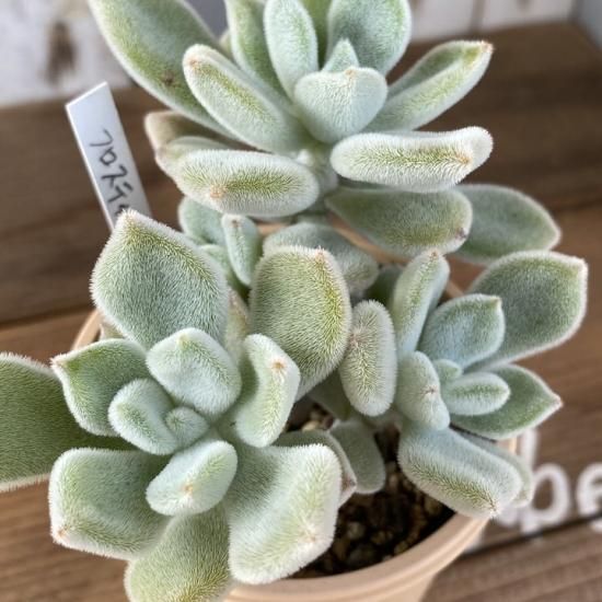 フロスティー 現物商品 - 多肉植物 人気の多肉植物 多種類の多肉植物