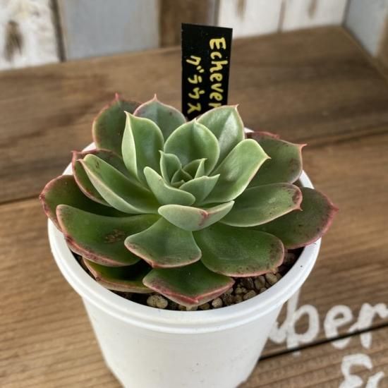 グラウス 現物商品 - 多肉植物 人気の多肉植物 多種類の多肉植物通販